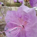 숲속 나들이 펜션 이미지