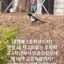 메로스 이미지