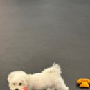 개캉스 살롱 이미지