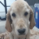 심쿵하개 이미지