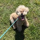 디오네 도그케어 이미지