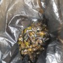 홍천 강가애 이미지