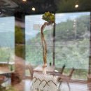 대정연가 이미지