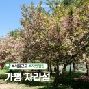 지에스(GS)25 가평코아루점 | 가평 자라섬 꽃축제 일정 겹벚꽃 위치 애견동반 가능 (+카라반, 자전거대여, 주차장 등)