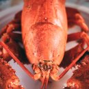 11545-10-28-09 | [모집종료](경기/금천구/시흥동) 쫄깃한 식감으로 먹는 맛있는 랍스터 맛집! 블로그 체험단 모집
