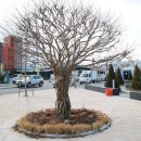 아라길(가야시장) 이미지