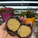 씨유 마산댓거리점 | 댓거리 두쫀쿠 vs cu편의점 두존쿠 비교