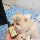 아흐브흐