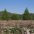 오도산자연휴양림(합천) Daum카페