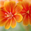 콩이 애견샵 이미지