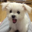 봄내동물병원 이미지