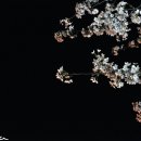 경주 밤 벚꽃놀이 ㅋㅋ 이미지