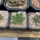 샐리가든 이미지