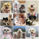오늘의간식24탕정 이미지