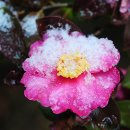 완도수목원 이미지