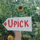 유픽(U-PICK) 이미지