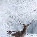그리린
