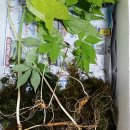 자연산약초 이미지