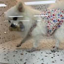 갈매독 애견유치원 | 수원 애견유치원 아우어독 3년 찐 후기!!