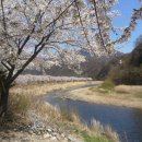 문경 온천길 벚꽃 이미지