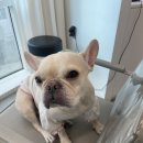 의정부역 | 의정부 염색 잘하는 미용실 하넬헤어 의정부역점 염색후기