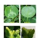 한잎클로버 이미지