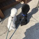 킹프림 애견샵 이미지