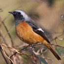 【딱새(daurian redstart )】 Phoenicurus auroreus 이미지