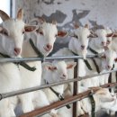 성이 염소농장 이미지