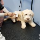 유폴 24시 애견셀프목욕 아산탕정점 이미지