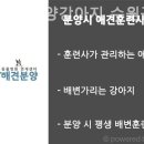 착한애견분양강아지 수원광교본점 이미지