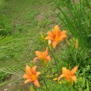 산골텃밭소식 잔인한 오뉴월 산사도 들리고 마무리 일들...