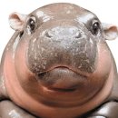 안하마을 이미지