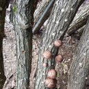 일품농장 이미지