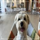 (주)거제곰두리렌트카 | 거제 애견카페 멍마르뜨 주차장 넓은 천연 잔디 운동장 실내 가볼만한곳