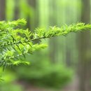 숲속의펜션 이미지