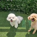 프라독 네이버블로그