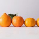 중귤농장 이미지