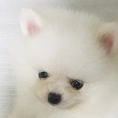 금비동물병원 네이버블로그