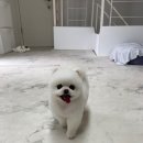 퐁키살롱 네이버블로그