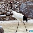 두루미로 이미지