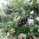 녹산농장 이미지