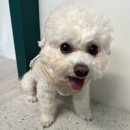 똘이펫 | 초코펫하우스 무스탕 하네스 후기 / 반려견 하네스 추천/ 반려견 겨울옷 추천/ 하네스 옷 추천