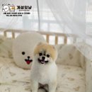 개성있냥 네이버블로그