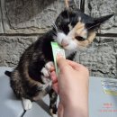 주식회사 라우 | 고양이 목욕 티슈 리얼 후기 : 태어난 지 2년 만에 목욕하다!