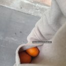 태호청과 | 혼자 제주도여행 유채꽃으로 시작해 딱새우로 끝난 하루