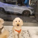 바비애견미용 이미지