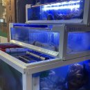 싱싱해물특공대 이미지