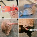 독포유 | 서울 근교 갈만한 곳 가평 신비 동물원 | 카피바라가 돌아다녀요 (내돈내산 후기)