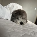 하이댕스 이미지